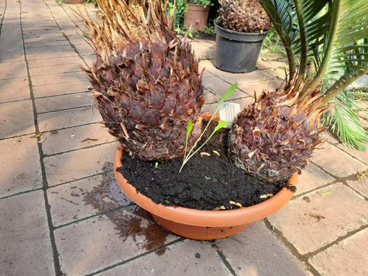 Cycas Revoluta - Schale 2 Pflanzen ca. 60 cm - Exotische Eleganz für Ihr Zuhause