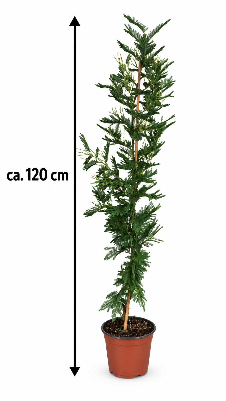 Mimosa dealbata Gaulois Canne cca. 140 cm žlutá mimóza zimní mimóza 'Gaulois'