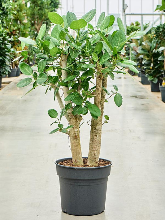 Ficus Benghalensis s 120–140 cm silným kmenem, indický banyán pro váš domov – nenáročná péče a odolná rostlina