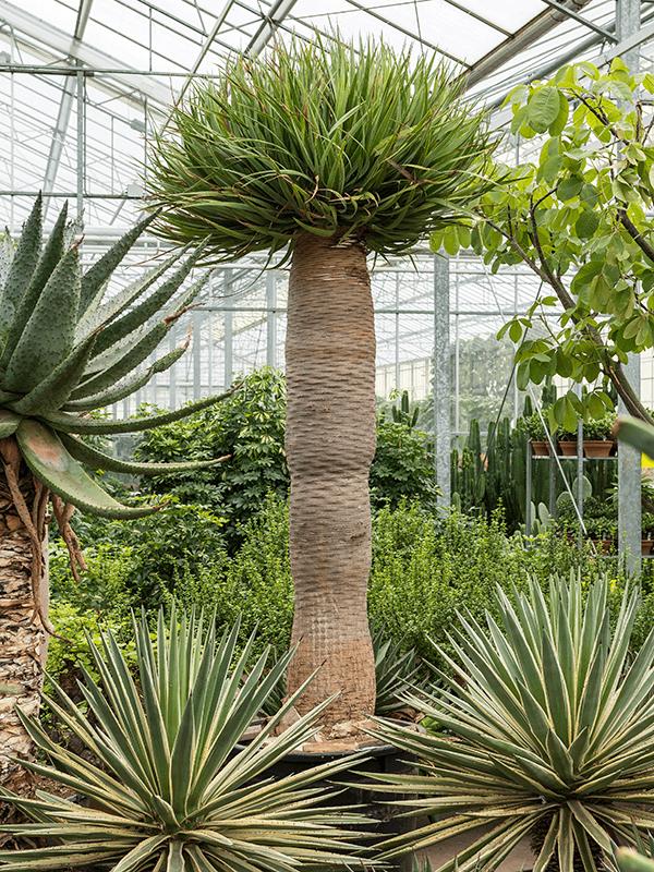XXL Dračí strom Kanárských ostrovů (Dracaena Draco) 100-120 cm – Exotická pokojová rostlina | Krvavý strom | Dračí strom pro domácnost i kancelář