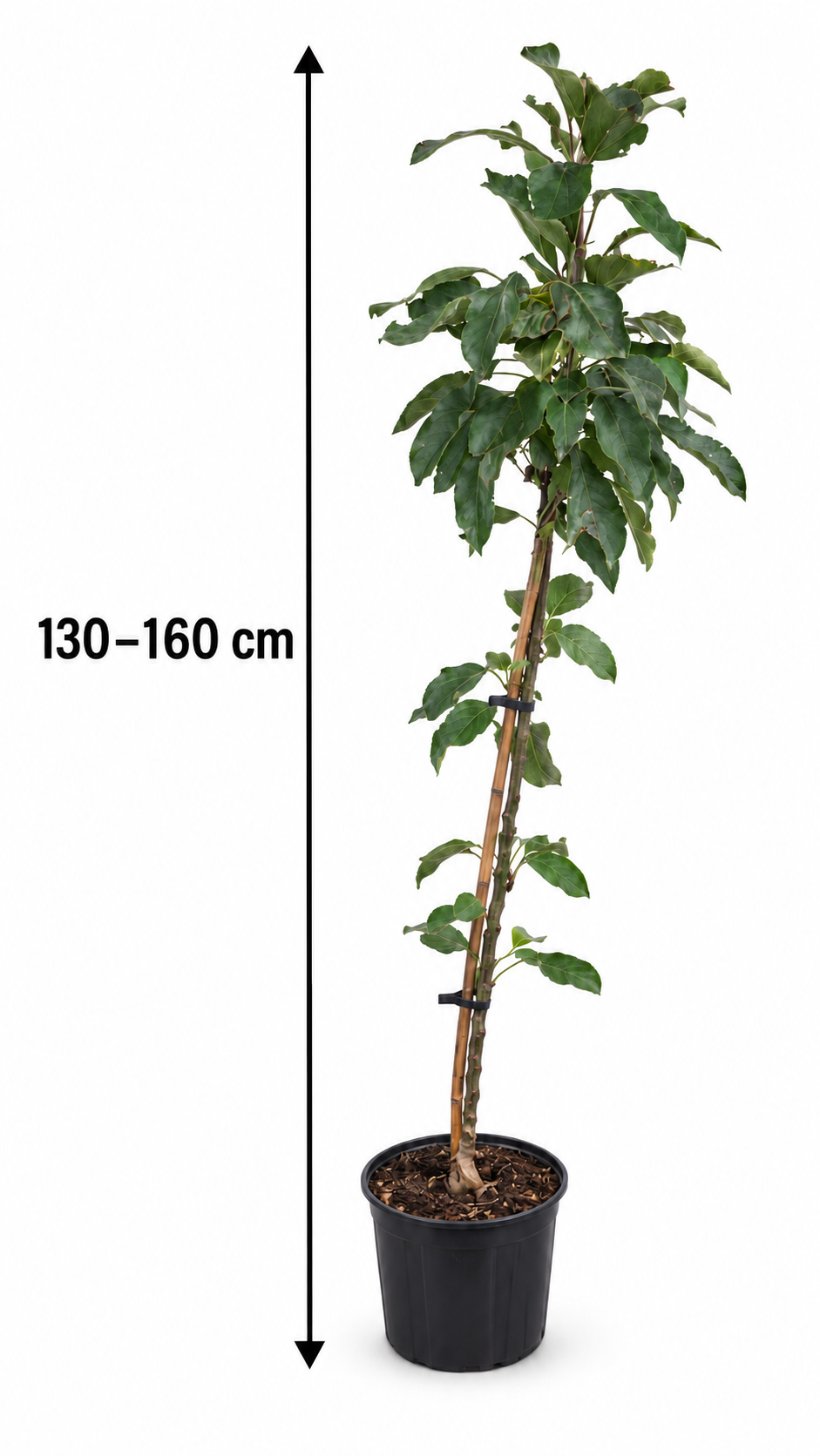 Säulenapfel ‘Red Leaf’ 130–160 cm – Rotlaubiger Säulen-Apfelbaum für Garten, Terrasse und Kübel