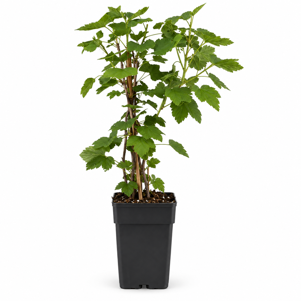 Weiße Johannisbeere ‘Witte Hollander’ 30–35 cm – Ribes rubrum, winterharter Beerenstrauch für Garten und Kübel