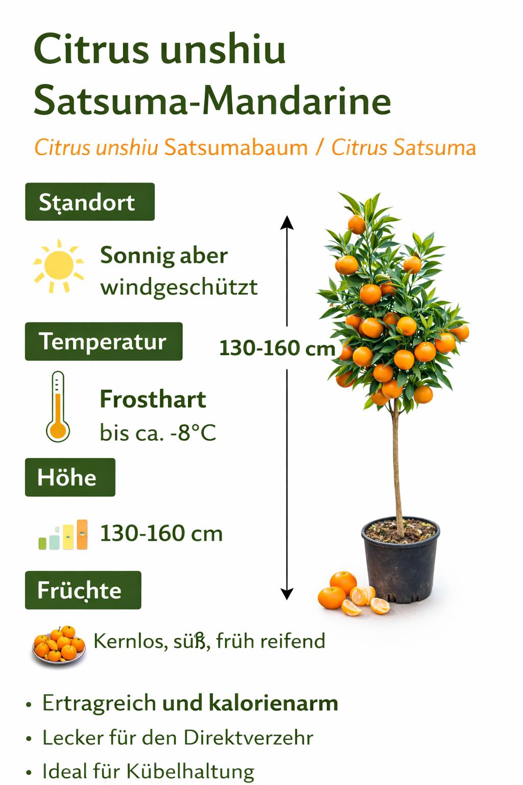 Citrus unshiu Satsuma mandarinka 130-160 cm Citrus unshiu Satsuma strom Citrus Satsuma