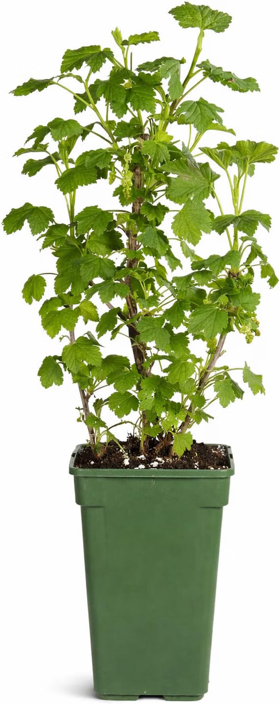 Jostabeere / Jochelbeere 30–35 cm – Ribes Jostaberry – winterharter Beerenstrauch für Garten und Kübel
