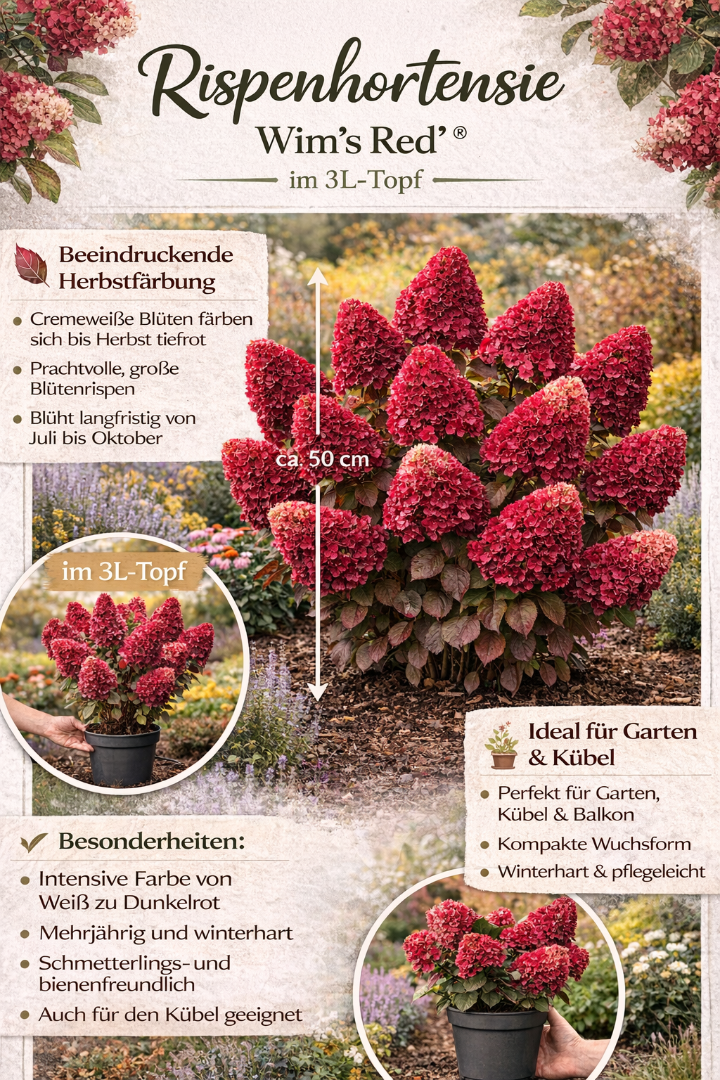Latová hortenzie 'Wim's Red' – Hydrangea paniculata v 3l květináči | Kvetoucí okrasný keř v červené a bílé barvě