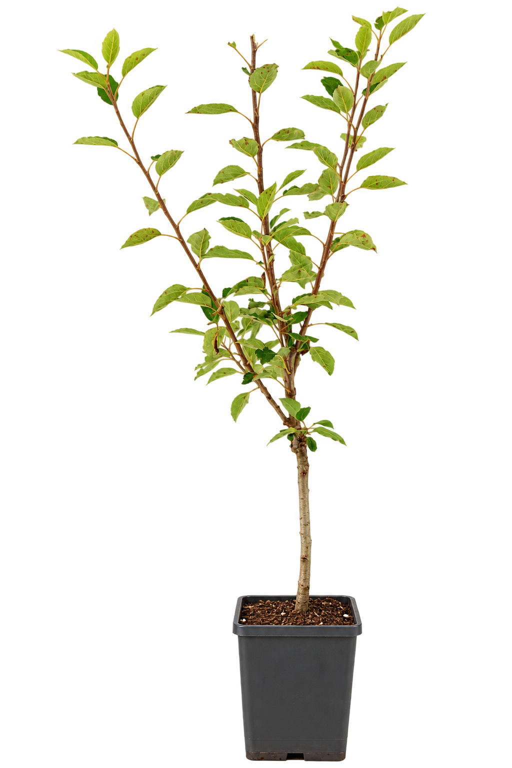 Malus domestica 'Discovery' - letní jabloň 'Discovery - jabloň