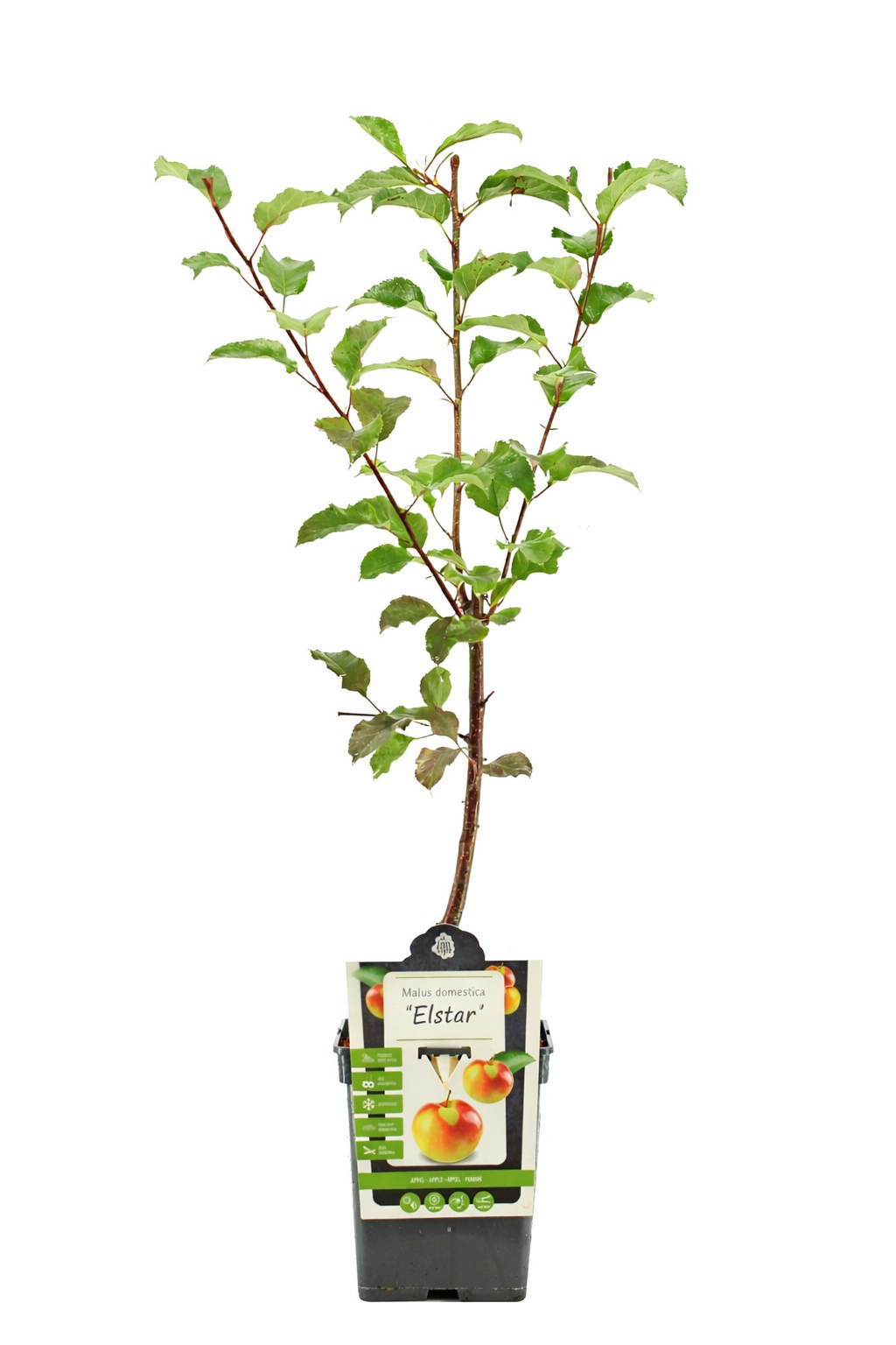 Elstar Apfelbaum 100–120 cm – Malus domestica Apfelbaum winterhart, ertragreich, süß-aromatisch, ideal für Garten & Terrasse