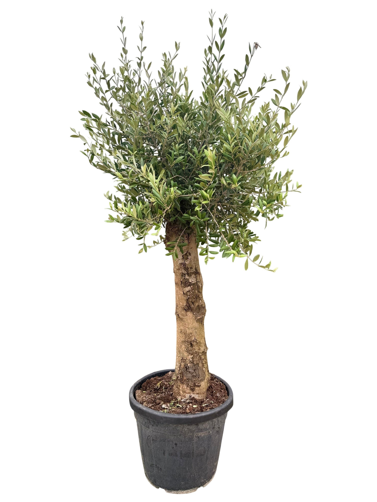 XXL Olivenbaum 25–30 Jahre alt – Echter Olivenbaum (Olea europaea) Hochstamm 160–200 cm – Mediterraner Olivenbaum Formgehölz – Stammumfang ca. 20 cm