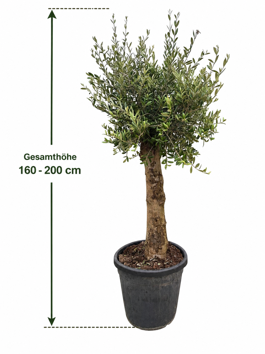 XXL Olivenbaum 25–30 Jahre alt – Echter Olivenbaum (Olea europaea) Hochstamm 160–200 cm – Mediterraner Olivenbaum Formgehölz – Stammumfang ca. 20 cm