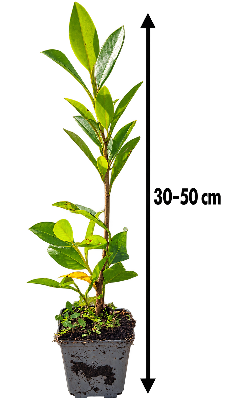 Prunus laurocerasus 'Caucasica' 40-60 cm / P9 – Vavřínovník laurocerasus, nenáročná na péči, stálezelená rostlina s ochranou proti hmyzu a mrazuvzdorná rostlina