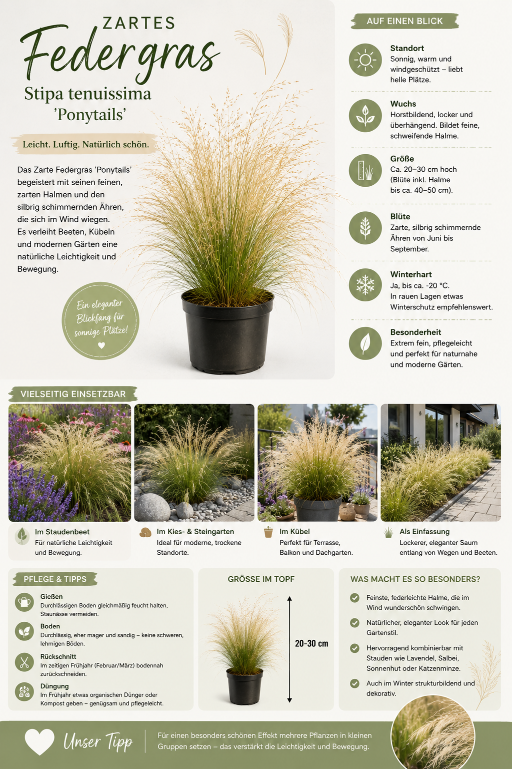 Federgras Pony Tails Stipa tenuissima 20-30 cm - Winterhartes Ziergras - Mexikanisches Federgras - Staude für Garten & Kübel