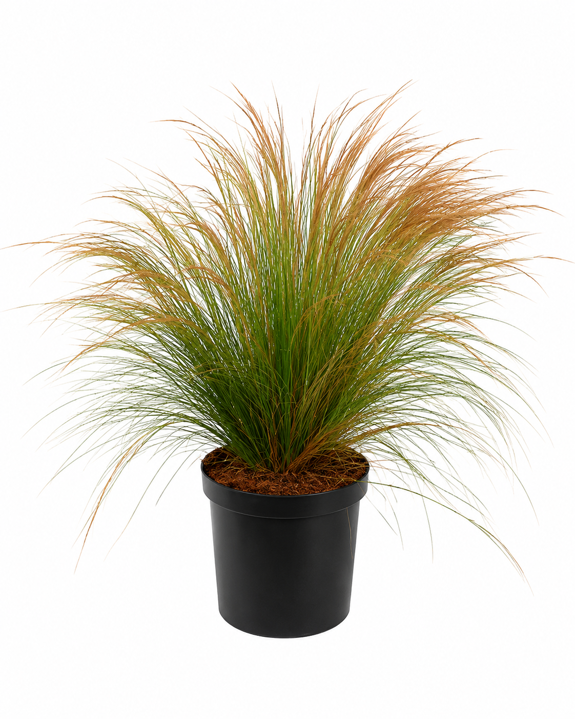 Federgras Pony Tails Stipa tenuissima 20-30 cm - Winterhartes Ziergras - Mexikanisches Federgras - Staude für Garten & Kübel