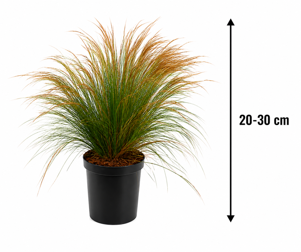 Federgras Pony Tails Stipa tenuissima 20-30 cm - Winterhartes Ziergras - Mexikanisches Federgras - Staude für Garten & Kübel