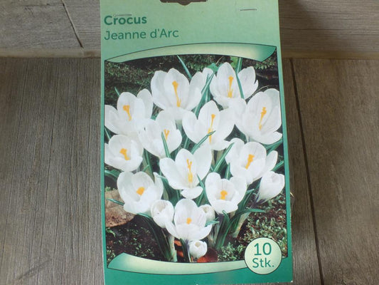 10 Stück XXL Krokusse Jeanne d'Arc Blumenzwiebeln - winterharter Pflanzen für Garten und Balkon -mehrjährig - für Topf und Beet