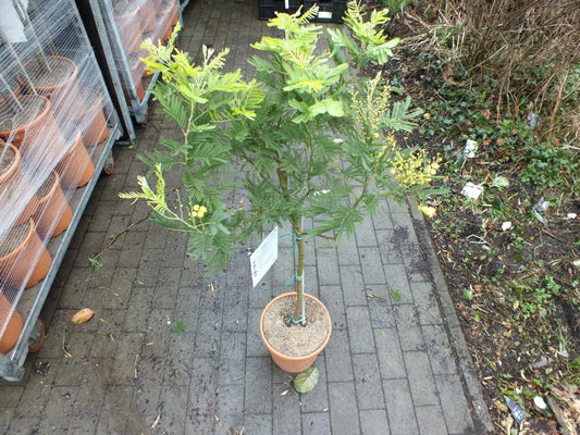 Mimosa dealbata Gaulois Stämmchen 80-120 cm Silber-Akazie gelbe Mimose Wintermimose