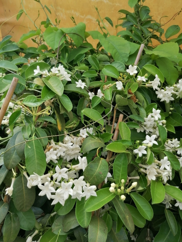 Stephanotis floribunda 150-200 cm am Stab - Kranzschlinge - mit weißen Blüten -  immergrüne Kletterpflanze - duftet sehr schön