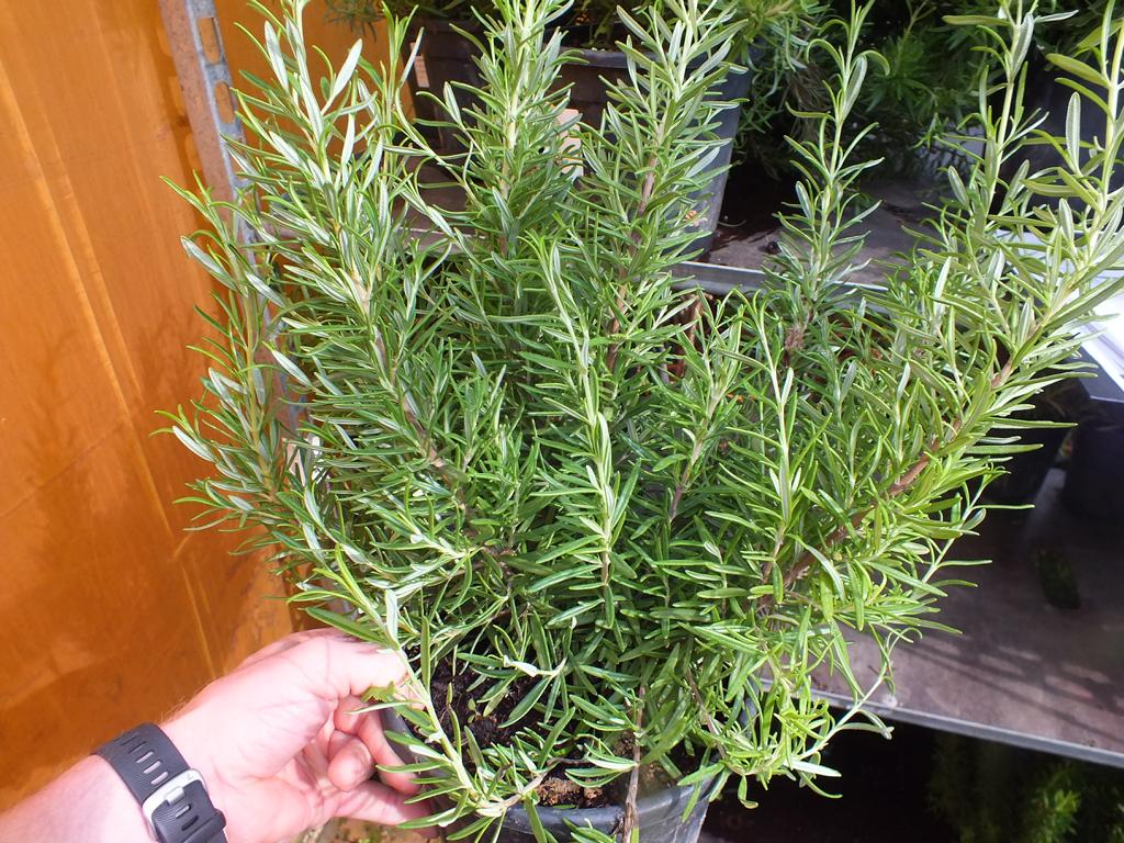 XXL Rozmarýn 40-60 cm Šalvěj rozmarýnová - Rosmarinus officinalis - Bylina - Koření