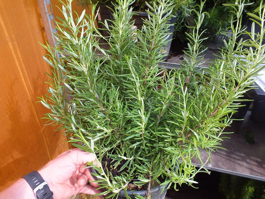 XXL Rozmarýn 40-60 cm Šalvěj rozmarýnová - Rosmarinus officinalis - Bylina - Koření