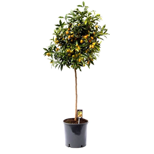 Kumquat s ovocem 130-160 cm Fortunella margarita Citrus citrusová rostlina