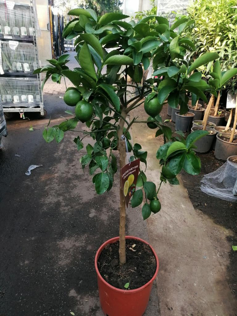 Citroník Meyer -Lisa- 120-140 cm s malými plody, silný kmen Citrus Meyer Lemon