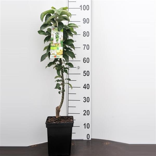 Sloupovitá jabloň 'Green Sensation' cca. 120 cm - Malus domestica 'Green Sensation'
