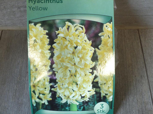 3 Hyacinthus - Hyazinthen Yellow Blumenzwiebeln - winterharter Pflanzen für Garten und Balkon -mehrjährig - für Topf und Beet