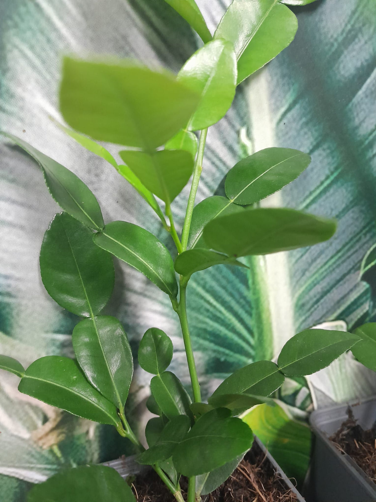 Bio kafrová limetka 30 cm Citrus Hystrix Kafrová limetka Papeda Combava