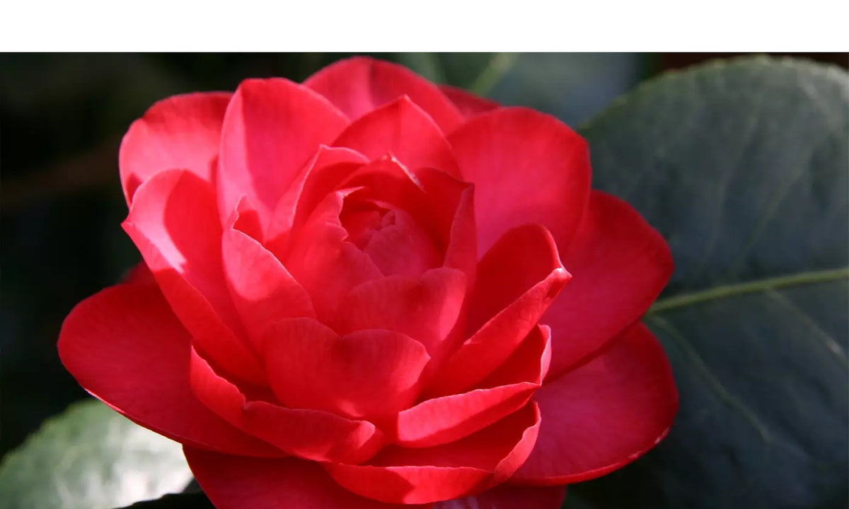 3x Kamélie (Camellia Japonica) v červené, růžové a bílé barvě - Kamélie