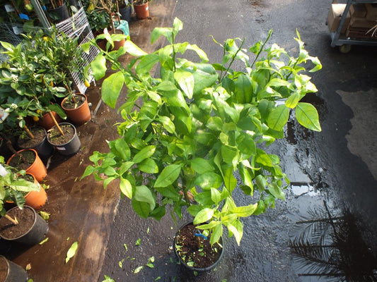 Citrus paradisi 'Star Ruby' stonek 130-150 cm - citrusová rostlina Red Grapefruit Paradise Apple