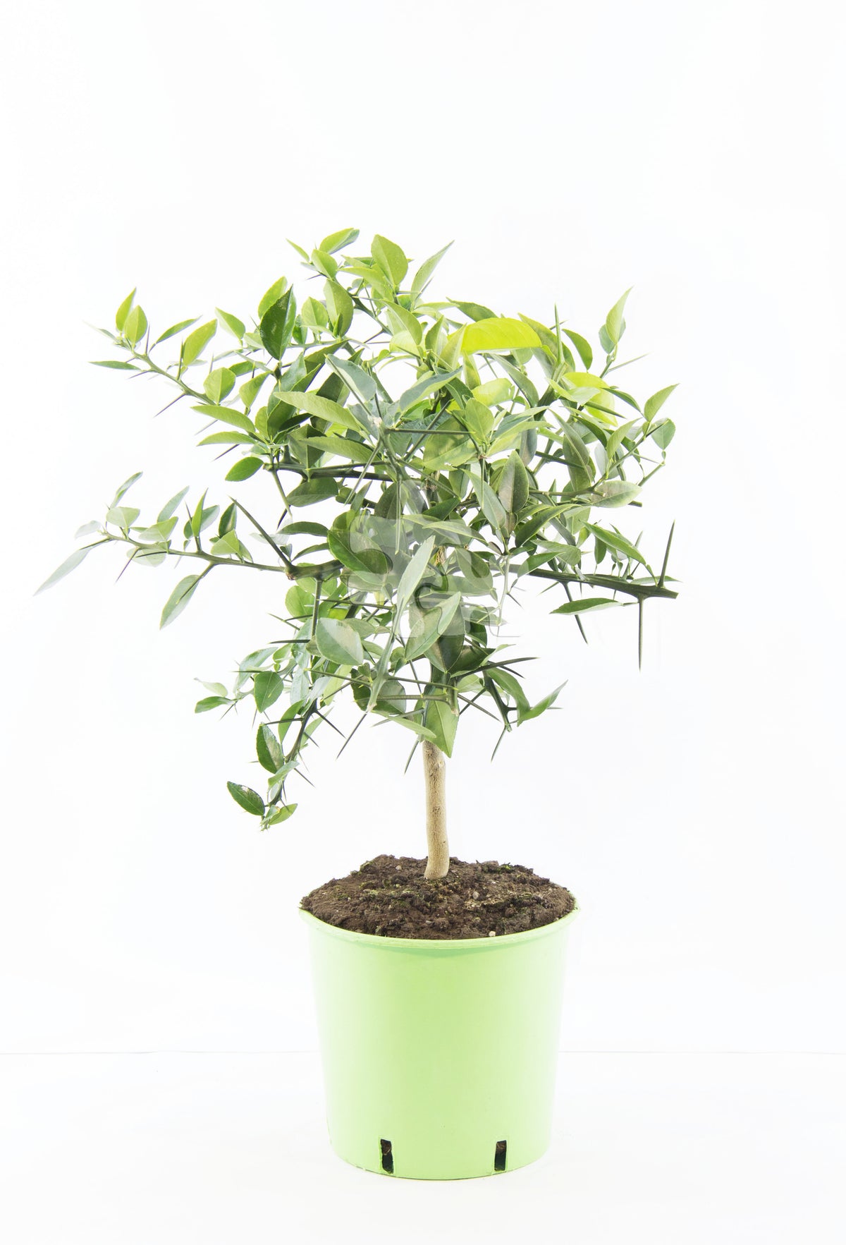 Citrus x junos - Yuzu 50-60 cm - Mrazuvzdorná odrůda citrusů do -12°C - roubovaná