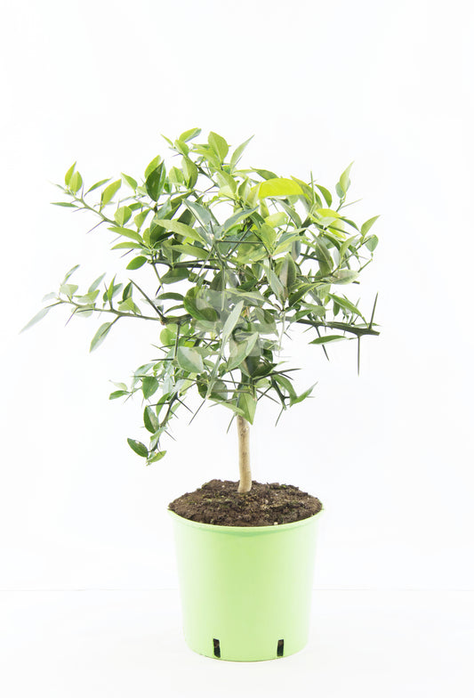 Citrus x junos - Yuzu 50-60 cm - Mrazuvzdorná odrůda citrusů do -12°C - roubovaná