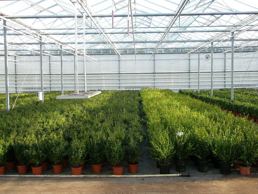Míč z buxusu 22 - 25 cm Ø Buxus sempervirens