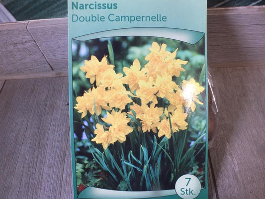 7 narcisů, cibule dvoulistých Campernelles - mrazuvzdorné rostliny do zahrady a na balkon - trvalky - do květináčů a záhonů