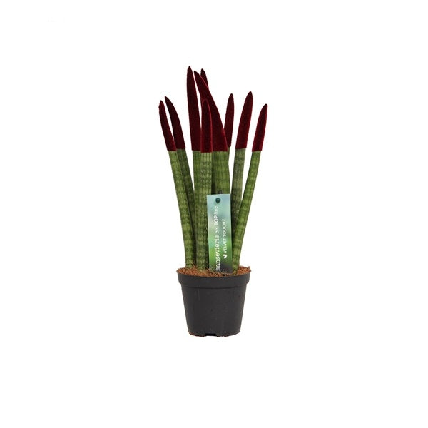 Sansevieria válcovitá rovná - Spaghetti VELVET TOUCHZ® - 30 cm hadovitá rostlina