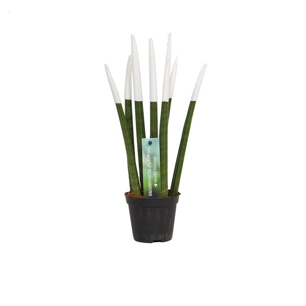Sansevieria válcovitá rovná - Spaghetti VELVET TOUCHZ® - 30 cm hadovitá rostlina