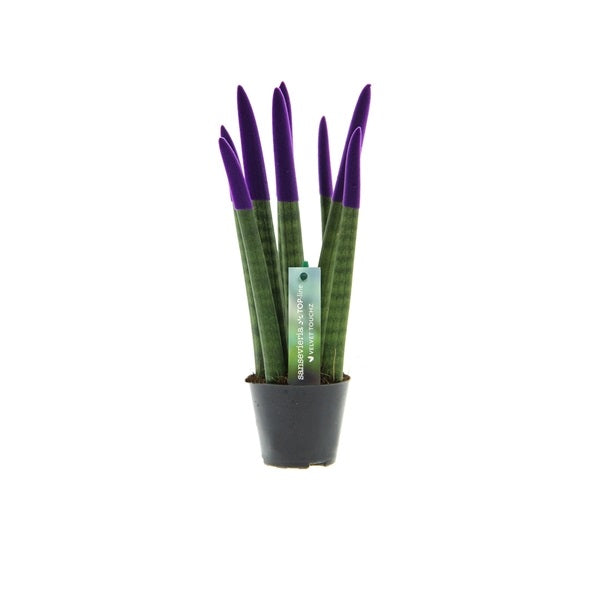 Sansevieria válcovitá rovná - Spaghetti VELVET TOUCHZ® - 30 cm hadovitá rostlina