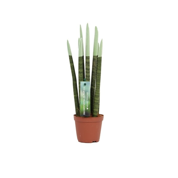 Sansevieria válcovitá rovná - Spaghetti VELVET TOUCHZ® - 30 cm hadovitá rostlina