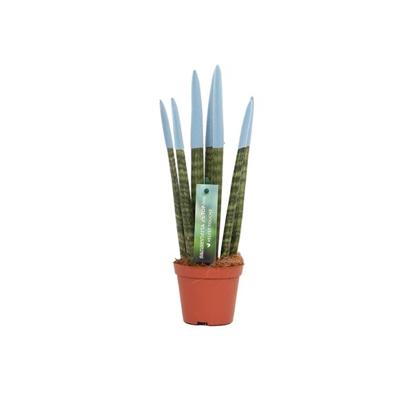 Sansevieria válcovitá rovná - Spaghetti VELVET TOUCHZ® - 30 cm hadovitá rostlina