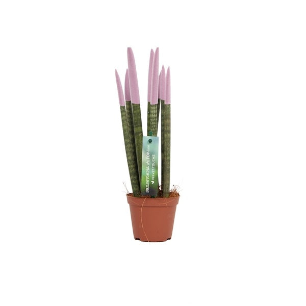Sansevieria válcovitá rovná - Spaghetti VELVET TOUCHZ® - 30 cm hadovitá rostlina