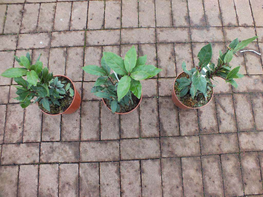 3 Stück echter Gewürzlorbeer - Laurus nobilis 40-60 cm
