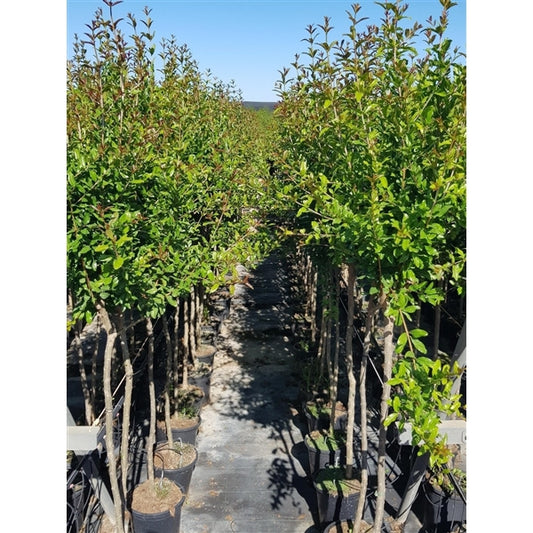 XL Granatapfel 'Tendral de Valencia' 180-220 cm Stammumfang ca. 12 cm - Punica Granatum - Obstbaum - Granatäpfel