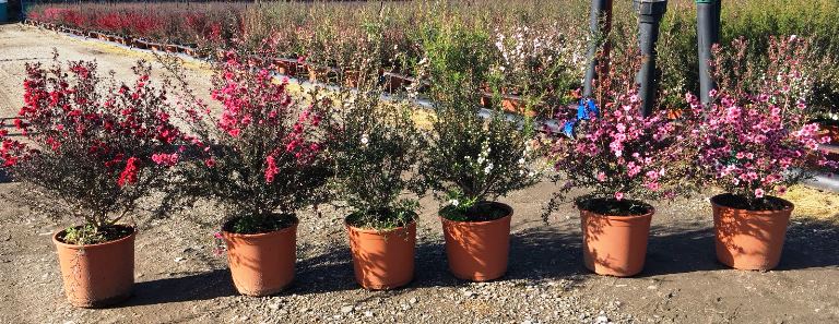 Myrta z jižního moře 40-45 cm Leptospermum scoparium - Manuka