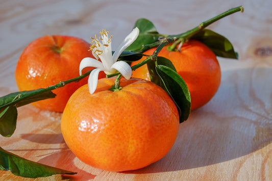 Mandarinovník 100-140 cm C/17 - Citrus reticulata - Rostlina mandarinky