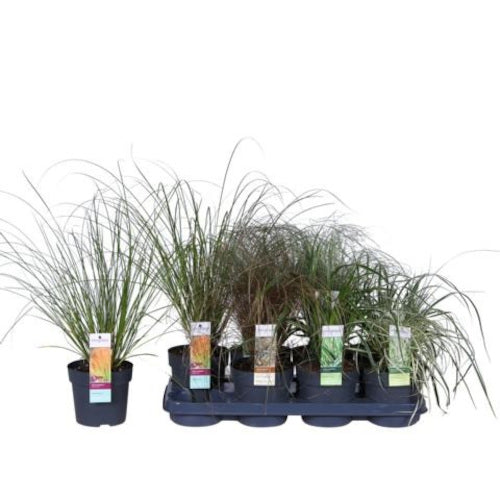 Carex - Ziergras - Seegen - winterhart -  Sauergrasgewächs