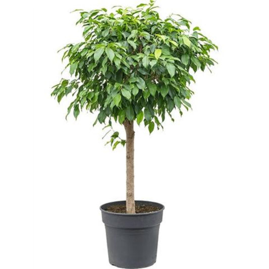 Birkenfeige - Ficus Benjamina - Zimmerpflanze - Grünpflanze - pflegeleicht