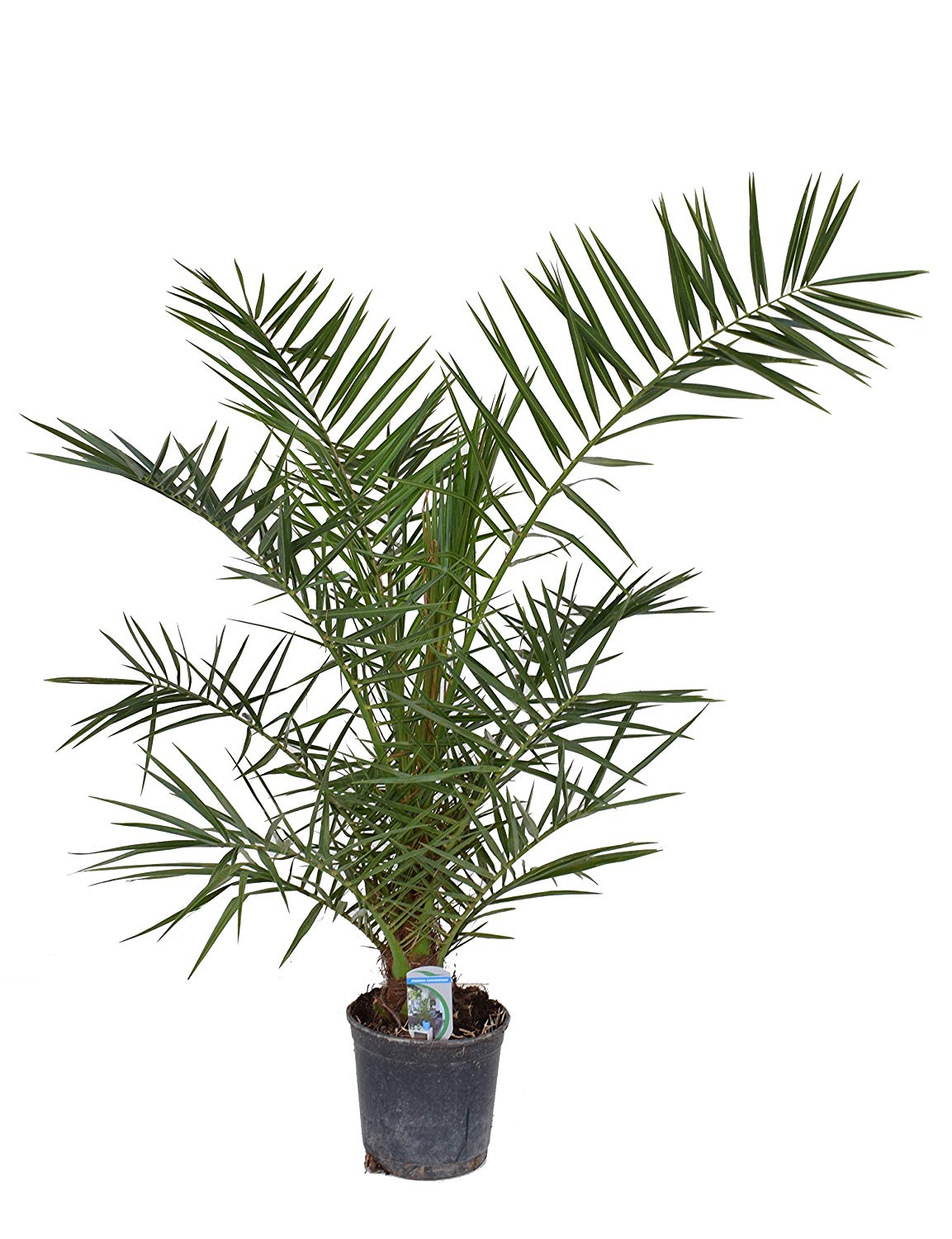 Kanarische Dattelpalme 100-120 cm - Phoenix canariensis - Phönixpalme