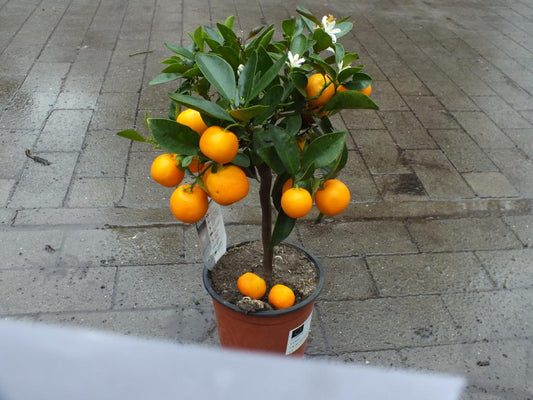 Kmen kalamondinu Orange Citrus Mitis 40-50 cm Pomerančovník Calamondino