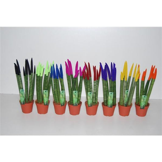 Sansevieria Cylindrica Straight -Spaghetti VELVET TOUCHZ®- 15-20 cm Bogenhanf Zimmerpflanze