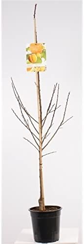 Sloupovité meruňky 80-100 cm / 2 litry květináč Meruňkový strom Prunus armeniaca