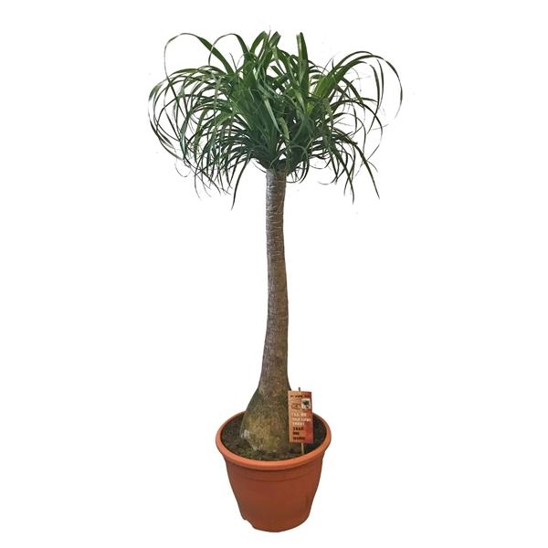 Elefantenfuß ca. 160 cm  Beaucarnea recurvata Flaschenbaum Wasserpalme Zimmerpflanze